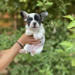 French Bulldog Yavrumuza Yuva Arıyoruz