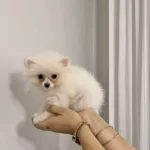 Orjinal Oyuncak Görünümlü Pomeranian Boo Yavruları