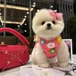 Korea Teacup Bonny Poo