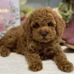Red Brown Renkli Mikro Poodle Yavrular