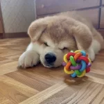 Resmi Işletmeden Japon Akita Yavrularımız