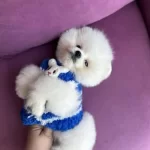 Pomeranian Boo Boncuk Surat
