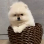 Lüksün Tüylü Hali Orjinal Pomeranian Yavrular