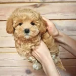 Neşeli Şirin Bebek Maltipoolar