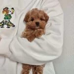 Bebek Surat Maltipoo Yavrularımız