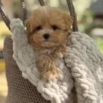 Tüy Dökmez Koku Yapmaz Maltipoo