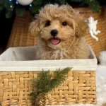 Zeki Ve Eğitilebilir Maltipoo Yavrular