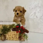 Tüy Dökmeyen Maltipoo Mini Yavrular