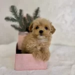 Çocuklu Ailelerle Uyumlu Maltipoo Yavrular