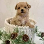 Küçük Irk Evcil Ve Tüy Dökmeyen Maltipoo