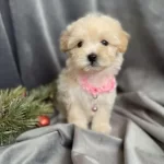 Teslime Hazır Maltipoo Bebekler