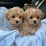 Show Kalite Maltipoo Dizayn Irk