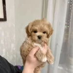 Topaç Gibi Maltipoo Bebeklerim