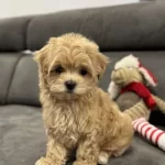 Sevimli Büyümeyecek Maltipoo Yavrular