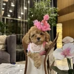 Orjinal Birbirinden Tatlı Toy Poodle Yavruları