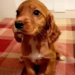 Minicik Cocker Yavruları