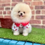 Süslendik Püslendik Yeni Evimizi Bekliyoruz Pomeranian boo