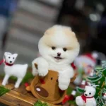 Kalın Pati Gülen Surat Pomeranian boo