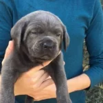 Dev Cane Corso İtali̇ano Yavruları