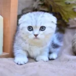 Gümüş Çizgili Ns24 Scottish Fold Shorthair