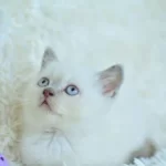 Harika Mavi Göz Blue Point British Shorthair