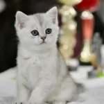 Muhteşem Çizgileriyle Ns24 British Shorthair