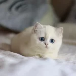 Kar Beyaz Mavi Göz Ns1133 British Shorthair