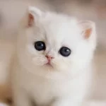 Süt Beyaz Mavi Gözlü Ns1133 British Shorthair