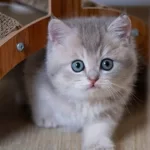 En Güzel Renkte Blue Golden British Shorthair