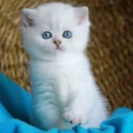 Bulut Beyazı Mavi Göz Ns1133 British Shorthair