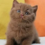 En Güzel Chocolate British Shorthair