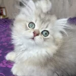 Yumuşacık British Longhair Yavrumuz
