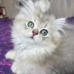 Ev Ortamında Doğan British Longhair