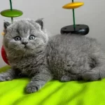 Yuvarlak Kafa Gri British Shorthair