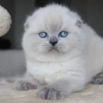 Deniz Mavisi Gözlü Blue Point Scottish Fold Shorthair