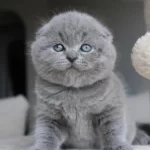 Duman Grisi Scottish Fold Shorthair