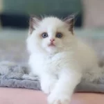 Türkiye’nin En Değerli Kedisi Ragdoll