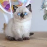 En Nadide Çikolata Point British Shorthair