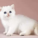 Kalite Silver British Shorthair Ns11