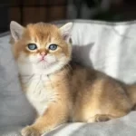 Oyuncu Golden British Shorthair