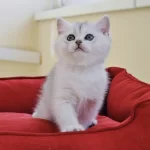 Lila Renkli Küçük Adam British Shorthair