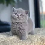 British Shorthair Yavru Kedi 2 Aylık