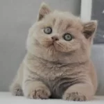 British Shorthair Ücretsiz Yuva Arıyoruz