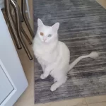 2 Yaşında Erkek Van Kedi Ücretsiz Sahiplendirme