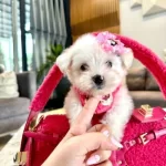 Miniğin Zarafeti Secereli Micro Boy Maltese Terrier Yavrusu
