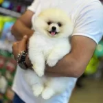 Tai Kan Pomeranian Boo