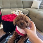 İki Aylık Toy Poodle Yavrumu Sahiplendiriyorum