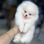 Orjinal Pomeranian Boo