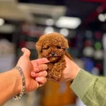 Teacup Red Brown Orjinal Toy Poodle