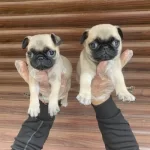 Sevimli Pug Yavruları
